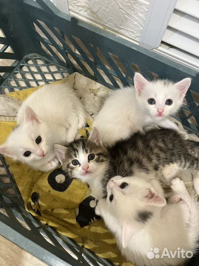 Котята