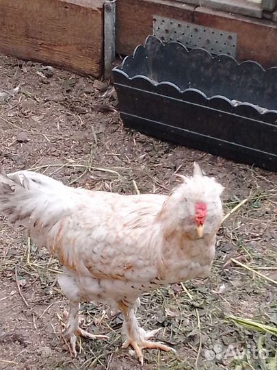 Петух сибирская мохноножка