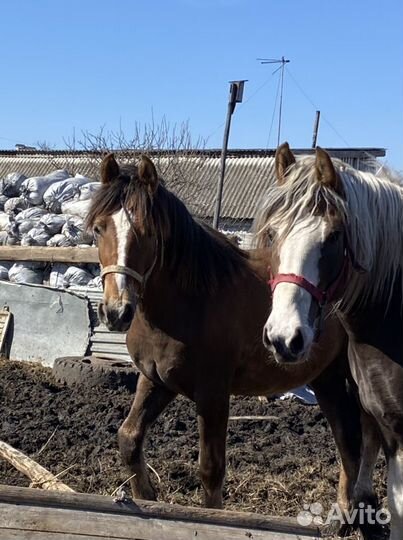 Конский навоз перегной