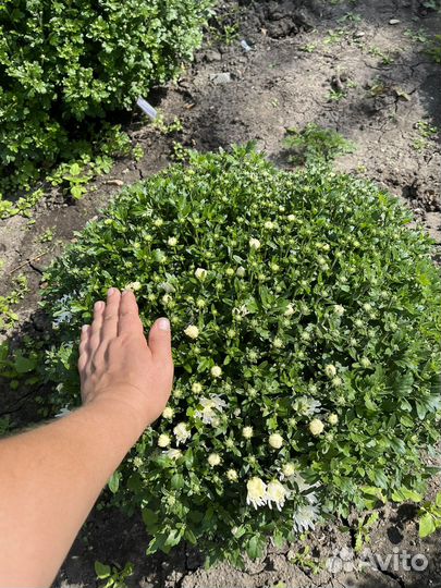 Хризантема мультифлора