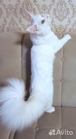 Кошка мэйн кун