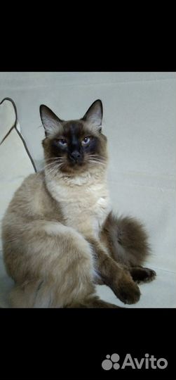 Кот для вязки