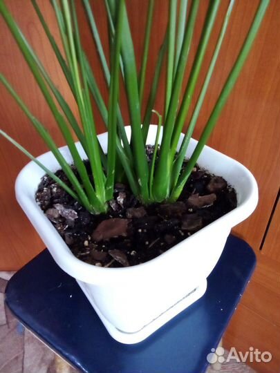 Спатифиллум