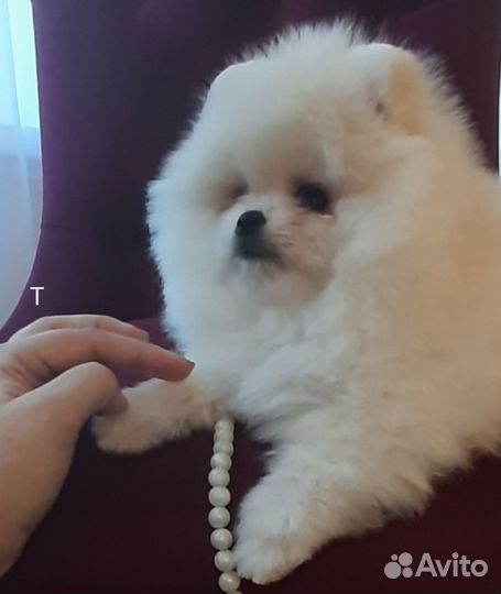 Померанский медвежёнок