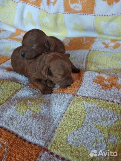 Щенки той пуделя