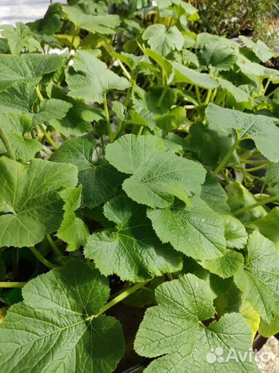 Рассада кабачков