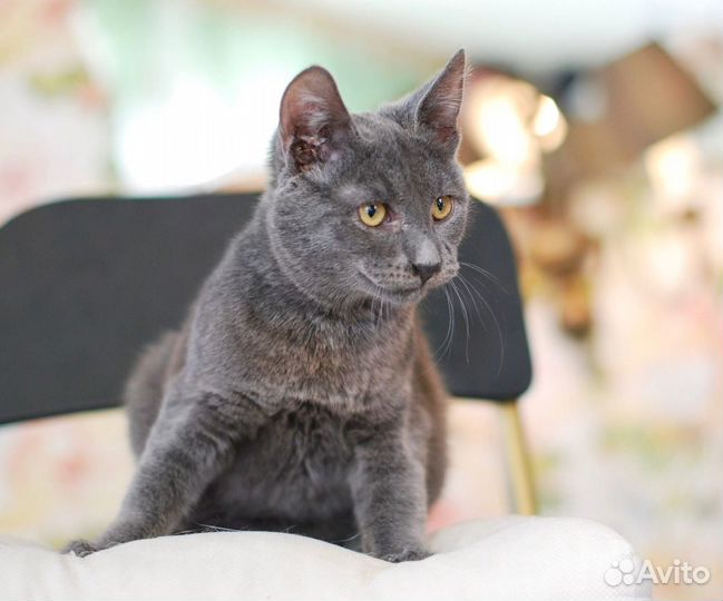 Дарси, мистер Дарси ищет дом