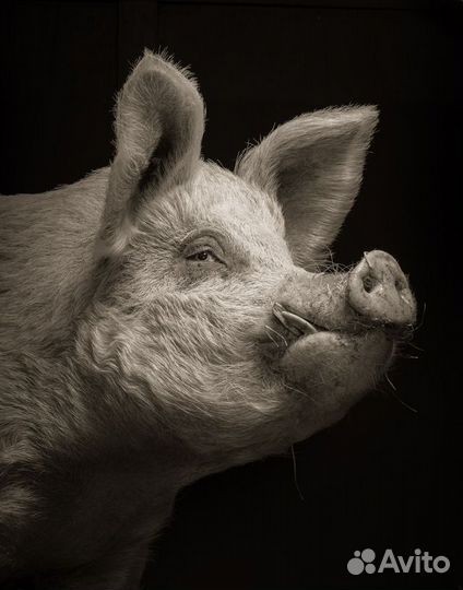 Забойщик скота