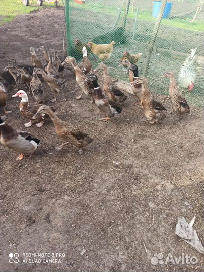 Утята индийский бегунок