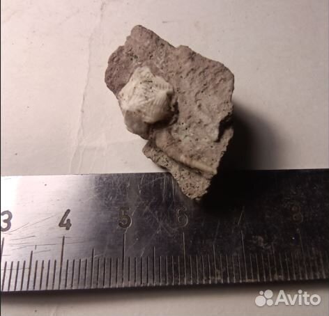 Ордовикское иглокожее