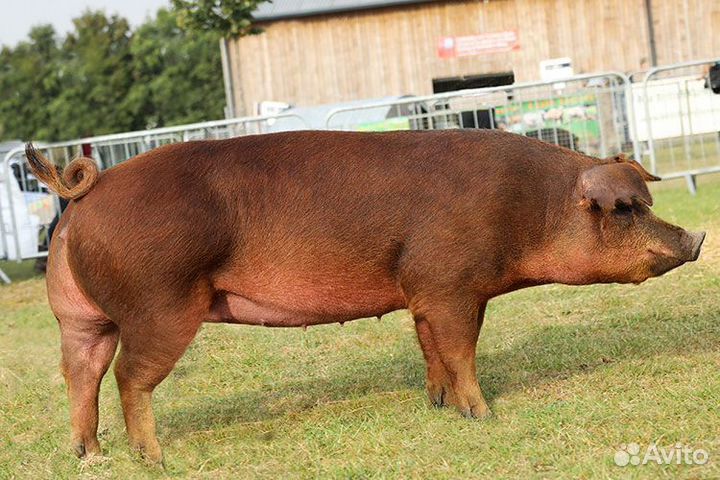 Хряк на племя