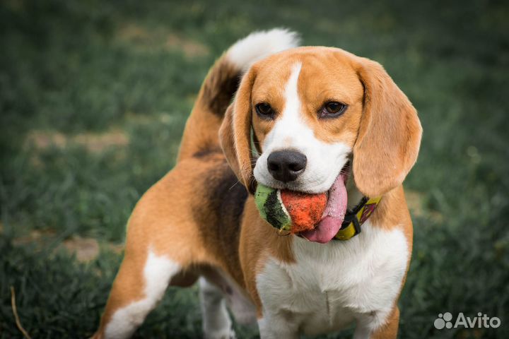 Гостиница для собак