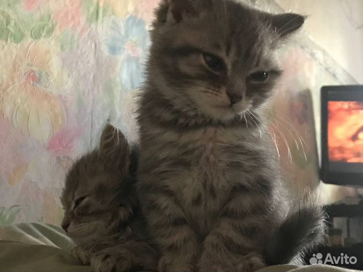 Шотландские котята