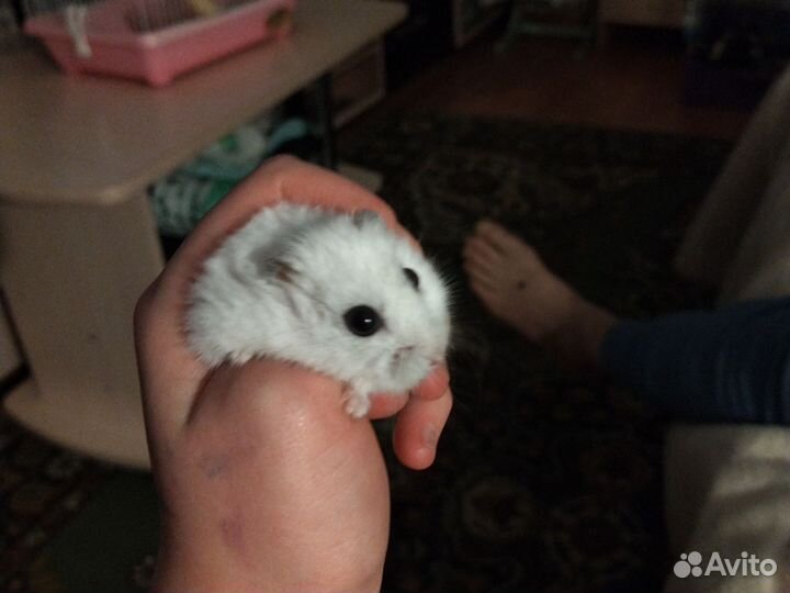 Девочки и мальчик по 100