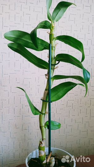 Орхидея дендробиум аполлон (dendr. apollo)