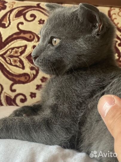 Котенок