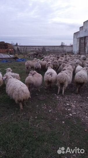 Овцы бараны матки ягнята