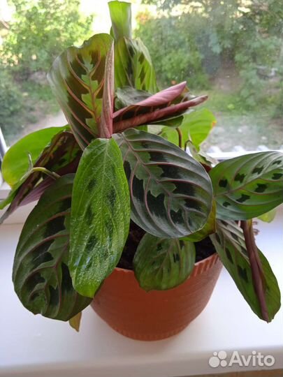 Маранта триколор