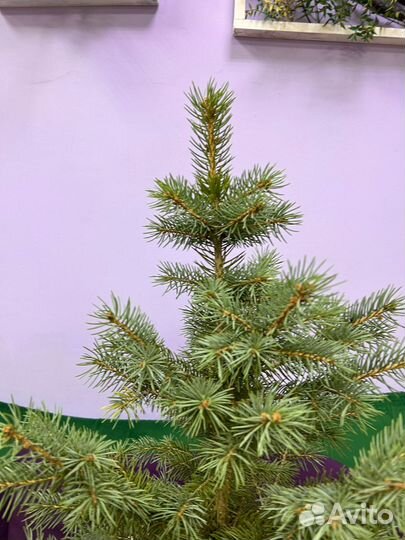 Елка новогодняя живая в горшке