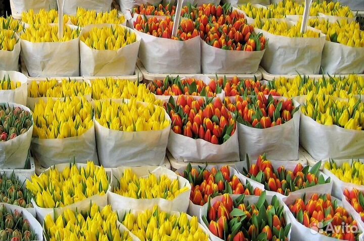 Тюльпаны на 8 марта цветы