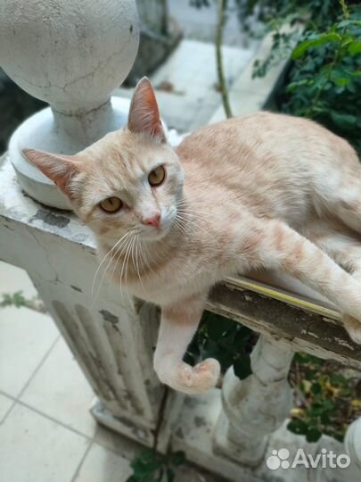 Котенок мальчик рыжий