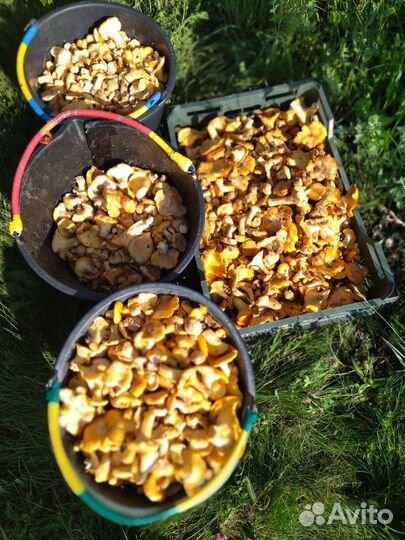 Свежие грибы прямо из леса с доставкой