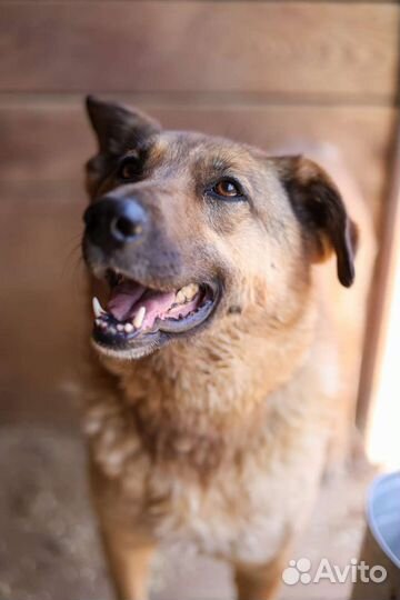 Мохнатое счастье-Кози