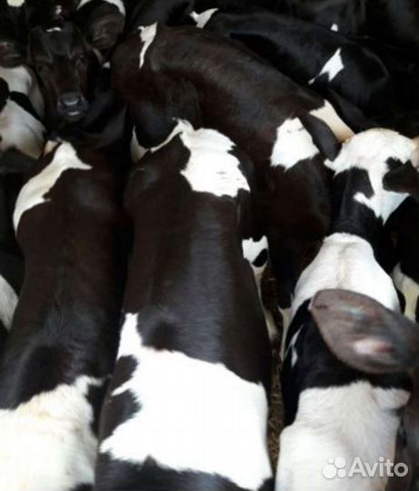 Бычки на откорм. Телочки на племя