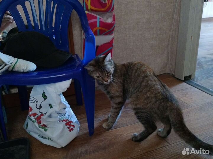 Кошка в дар бесплатно