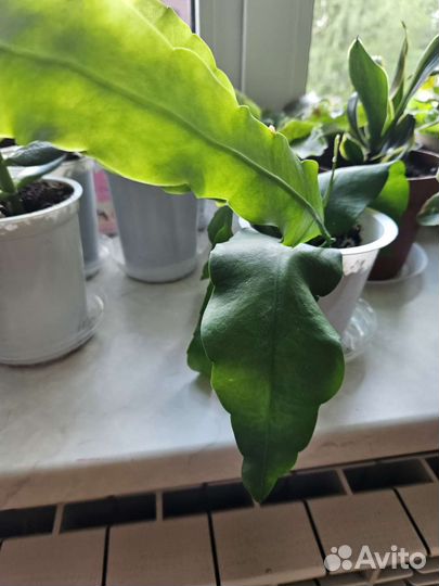 Толстянка(денежное дерево)