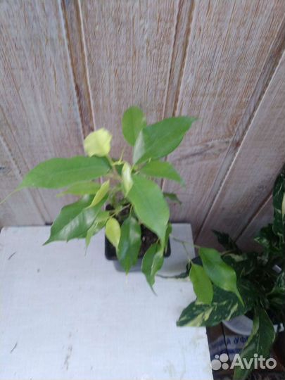 Фикусы Эстер