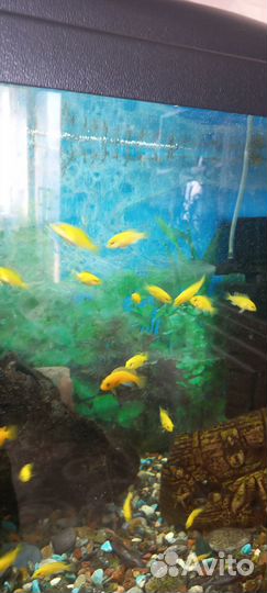 Аквариумные рыбки отдам бесплатно