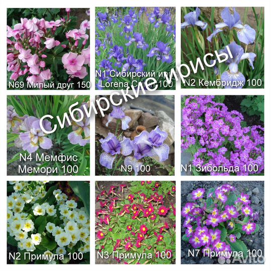 N2 Цветы для сада Астильбы,примулы,ирисы сиб
