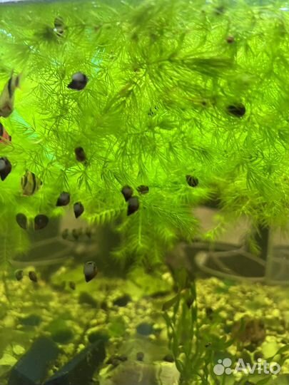 Улитки катушки