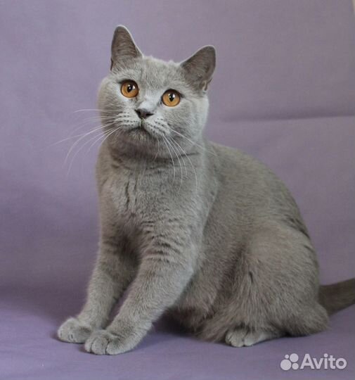 Шотландские кошки шоколадного окраса и лилового