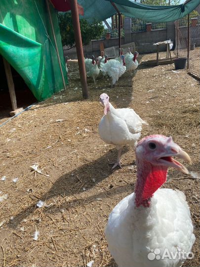 Мясо уток мулардов, гуси, индюки