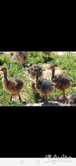 Страус Цыпленок