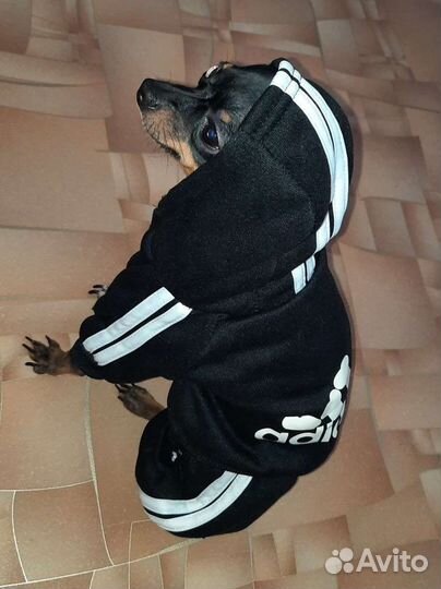 Мини той-терьер вязка