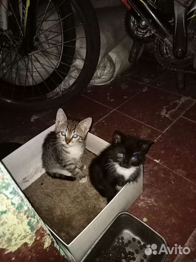 Котята в добрые руки. Бесплатно