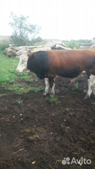 Продам быка