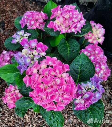 Гортензия ремонтантная Endless Summer Bloom Star