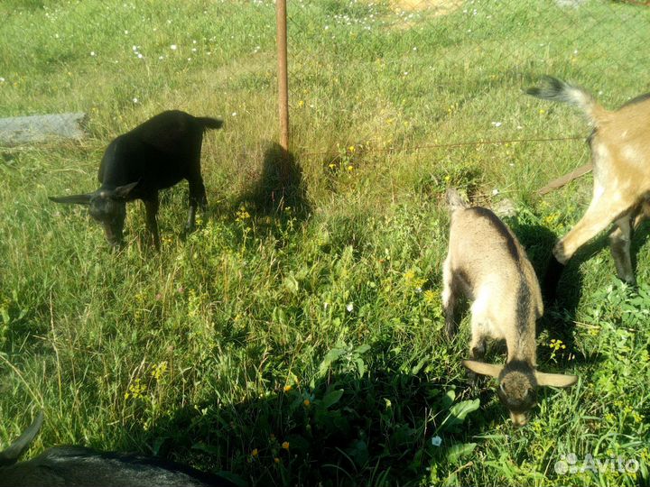 Козел, козлята