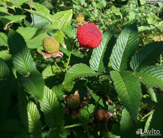 Саженцы Miao, Мяо, тибетская малина, малина розол
