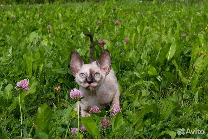 Котята корниш-рекс