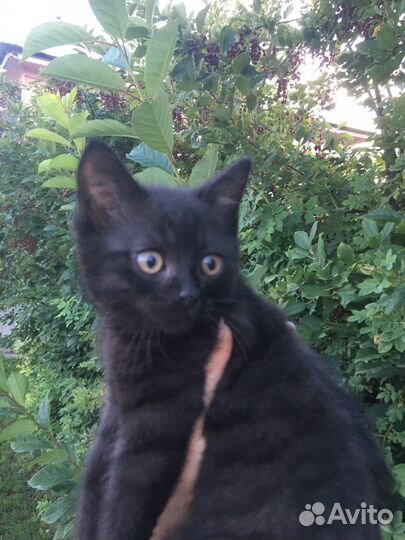 Котенок сажик ишет дом