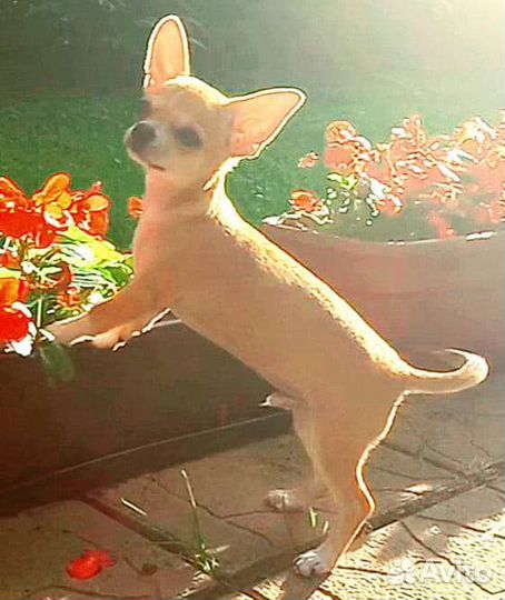 Щенки чихуахуа