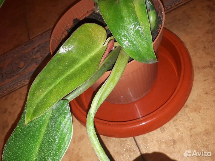 Филадендрон краснеющий