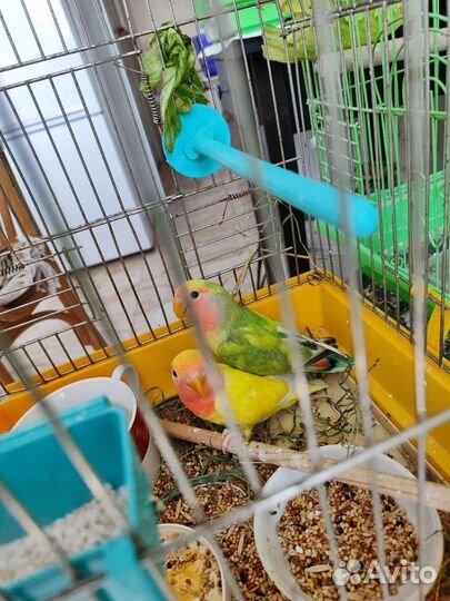 Попугай неразлучники