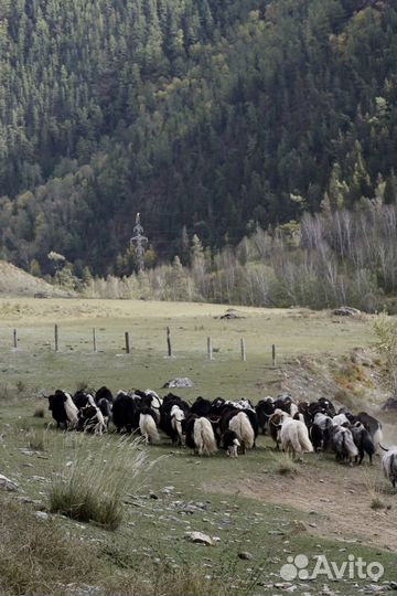Гезерноре озеро-Алтай который ты еще не видел