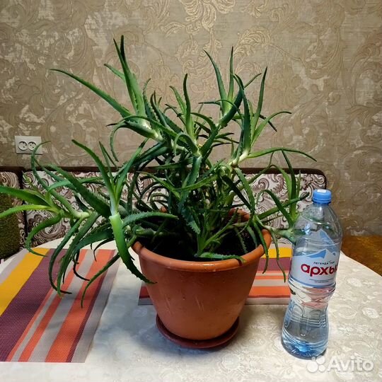 Алоэ